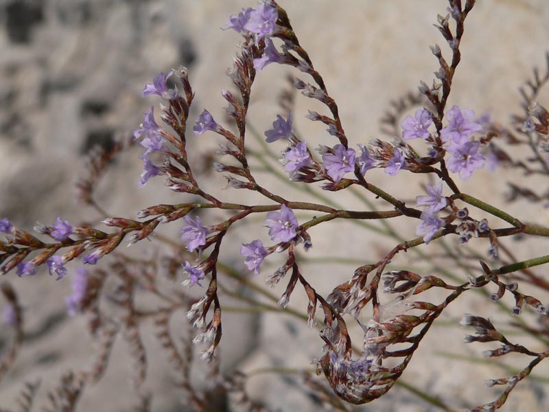 Limonium bocconei